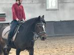 D-pony merrie, Dieren en Toebehoren, Pony's, 11 jaar of ouder, Recreatiepony, D pony (1.37m tot 1.48m), Merrie