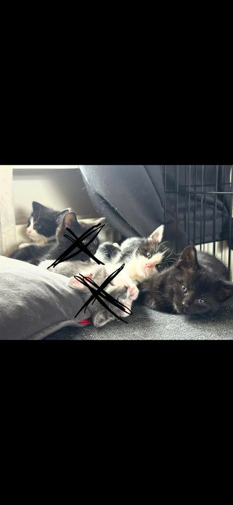 Kittens, Dieren en Toebehoren, Katten en Kittens | Overige Katten, Meerdere dieren