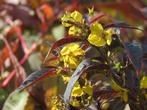 Vaste plant : Lysimachia Firecraker 2 euro, Volle zon, Vaste plant, Zomer, Ophalen