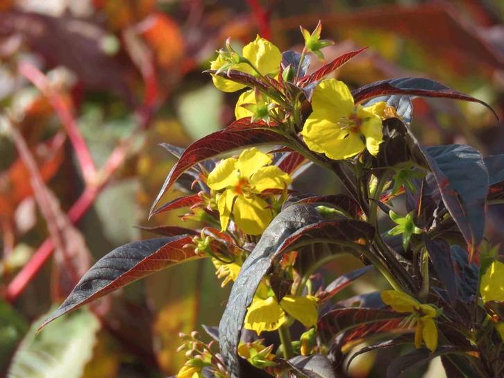 Vaste plant : Lysimachia Firecraker 2 euro, Tuin en Terras, Planten | Tuinplanten, Vaste plant, Overige soorten, Volle zon, Zomer