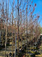 Prunus cerasifera 'Nigra' te koop!, Halfschaduw, Overige soorten, Lente, 250 tot 400 cm