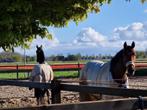 Paardenstal te huur aangeboden, Dieren en Toebehoren, Stalling, 1 paard of pony