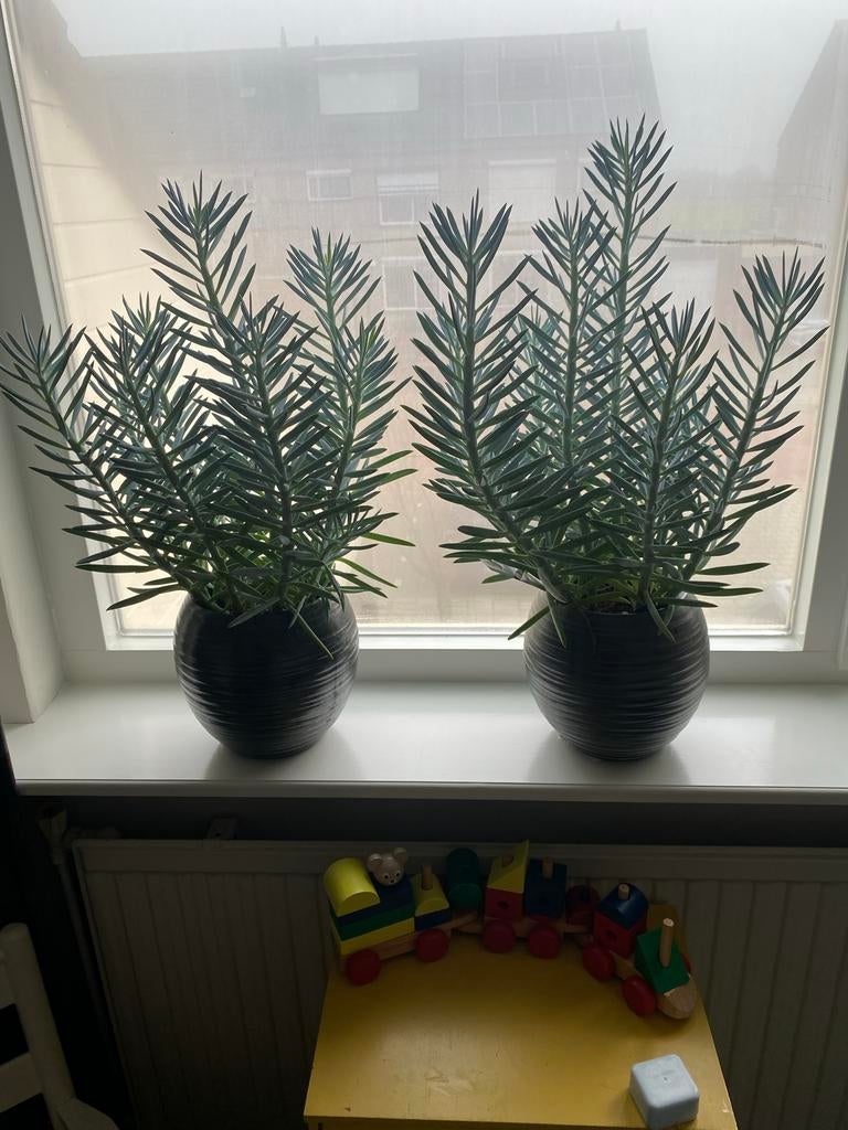 Makkelijke kamerplant inclusief pot, Huis en Inrichting, Kamerplanten, Ophalen, Vetplant, Halfschaduw, In pot