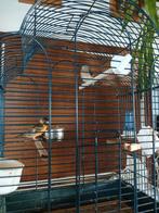 Kapoetsijs bewezen koppel, Dieren en Toebehoren, Meerdere dieren, Kleurkanarie