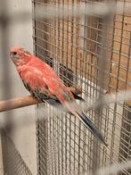 Rood opaline bourkes man, Mannelijk, Parkiet