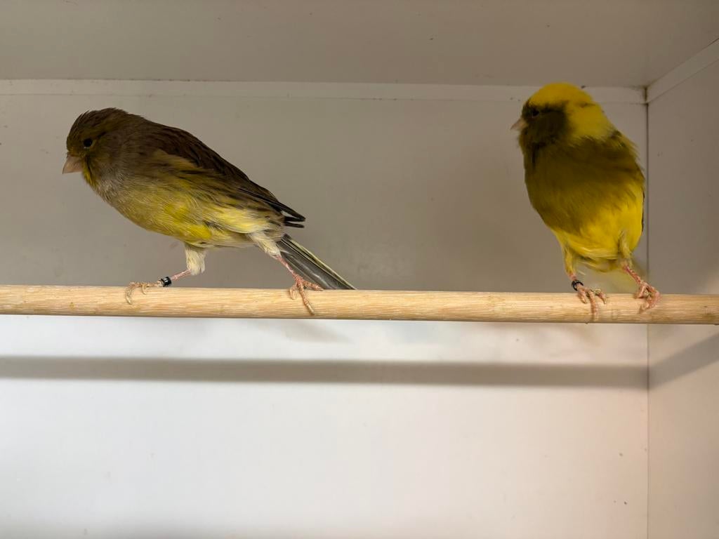 Te koop koppel Yorkshire kanaries, Dieren en Toebehoren, Vogels | Kanaries, Meerdere dieren, Postuurkanarie