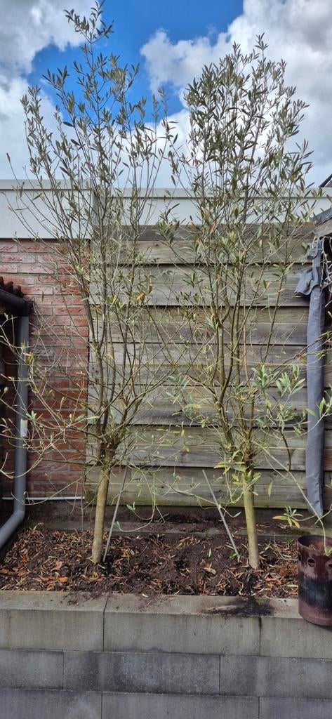 2x olijfboom, Olijfboom, 250 tot 400 cm, Zomer, Ophalen