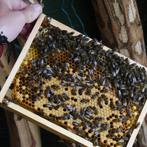 Zwarte bijenvolken, Bijen