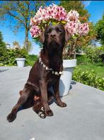 Chocolade bruine labrador pups met stamboom verwacht!, Parvo, Overige rassen, 8 tot 15 weken, Meerdere dieren