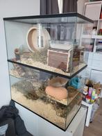 Groot gerbilarium/ knaagdier terrarium te koop (2 delen), Ophalen, Gebruikt, 90 cm of meer, Hok