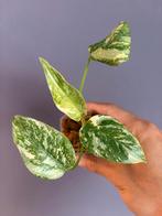 Monstera Thai Constellation (high variegata), Tuin en Terras, Overige soorten, Vaste plant, Ophalen of Verzenden, Bloeit niet