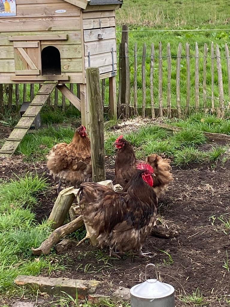 Gevraagd Orpington groot haan, Dieren en Toebehoren, Pluimvee, Mannelijk, Kip
