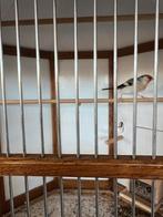 Putter x goud vink, Dieren en Toebehoren, Vogels | Overige Vogels, Mannelijk, Wildzangvogel