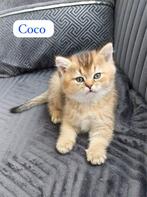 lieve britse korthaar kittens zoeken een warm thuis, Geslacht onbekend, Ontwormd, 0 tot 2 jaar