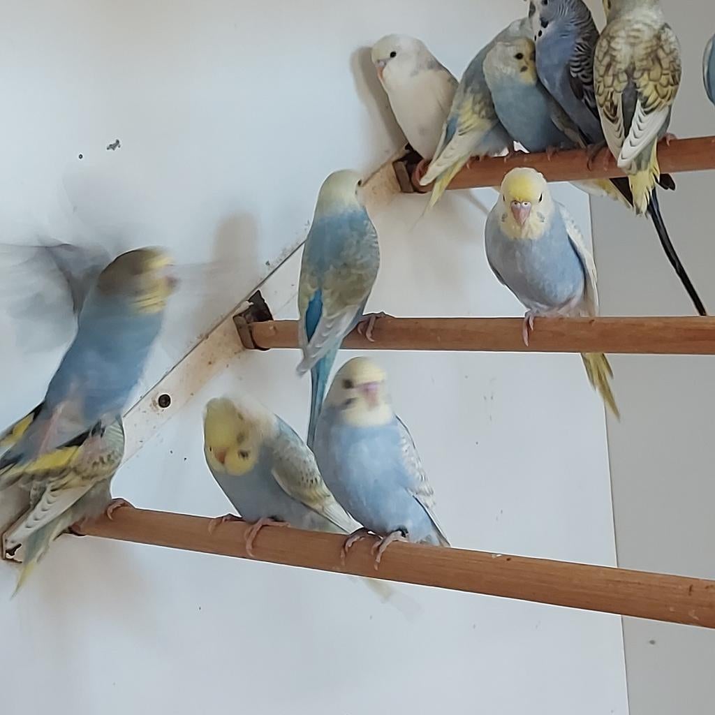 Jonge grasparkietjes, Dieren en Toebehoren, Vogels | Parkieten en Papegaaien, Parkiet, Meerdere dieren, Tam, Geringd