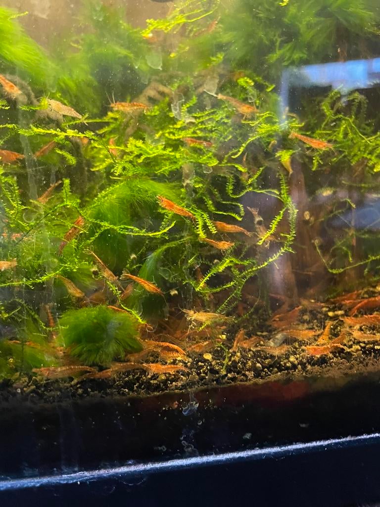 Garnalen, Dieren en Toebehoren, Vissen | Aquariumvissen, Kreeft, Krab of Garnaal