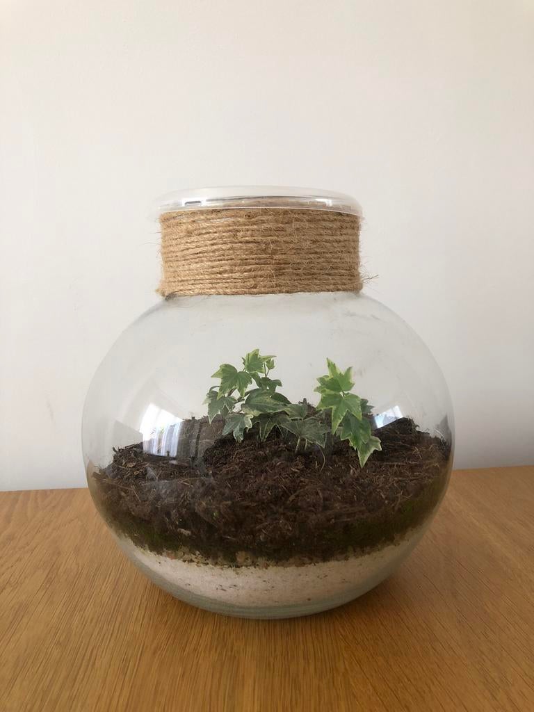 Plantenterrarium ecosysteem ( zonder planten ), Ophalen, Zo goed als nieuw