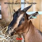 Geit meisje 08-04-2024, Vrouwelijk, Geit, 0 tot 2 jaar