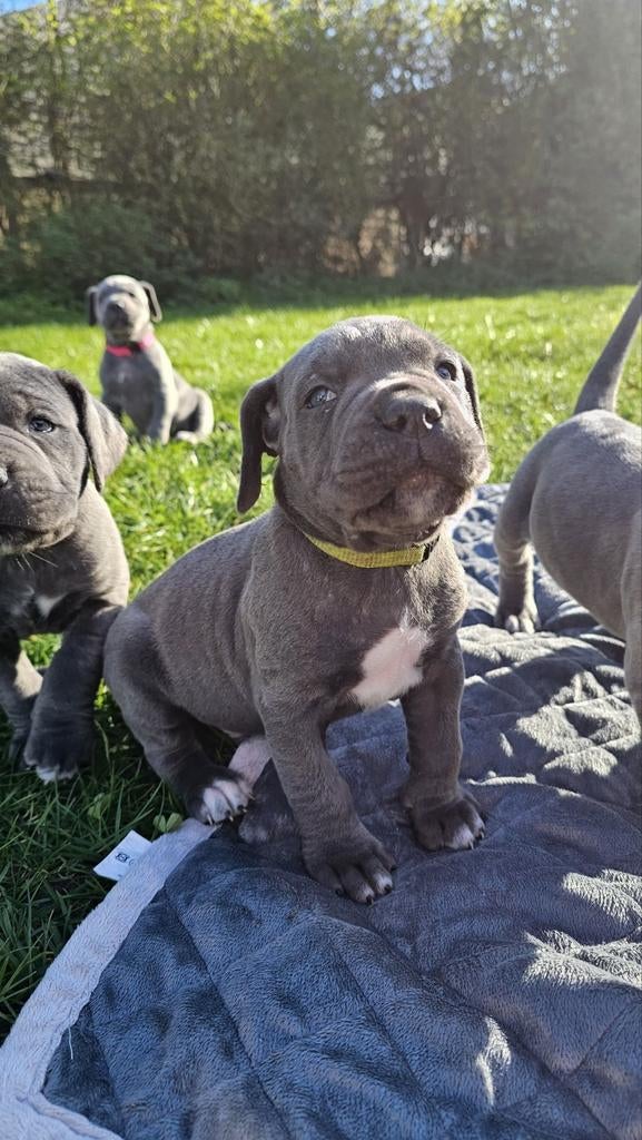 Goed huis gezocht voor cane corse pups. Allemaal blauw /grij, Overige rassen, 8 tot 15 weken, Meerdere, Meerdere dieren