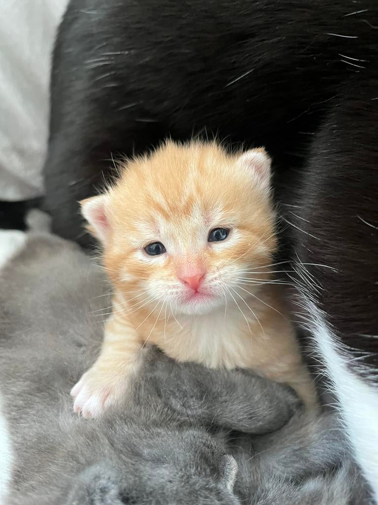 Schattige fluffy Rode kittens katertjes, Kater