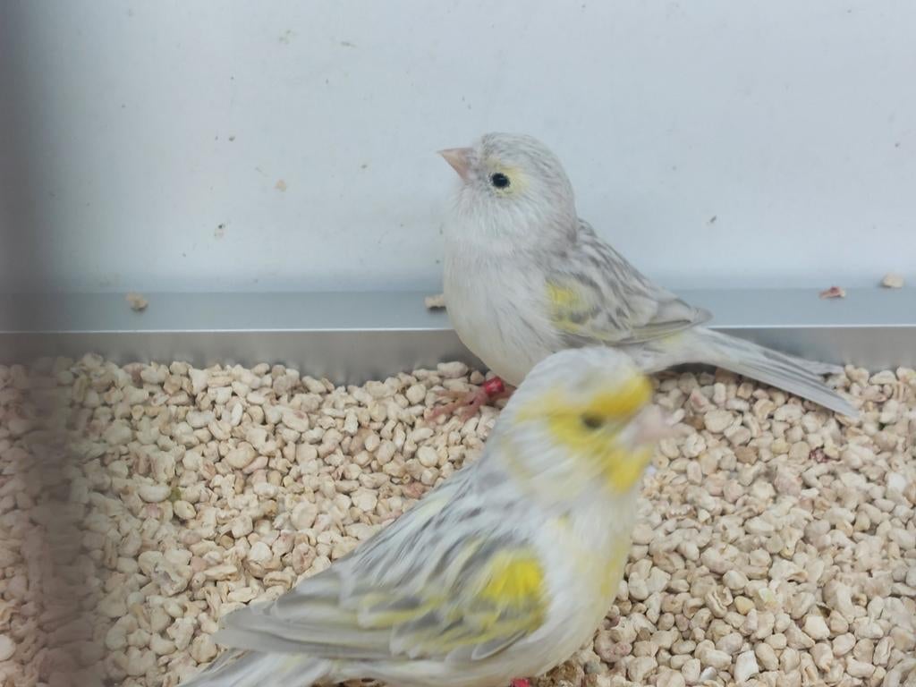 Koppel kanaries, Dieren en Toebehoren, Vogels | Kanaries, Meerdere dieren, Kleurkanarie