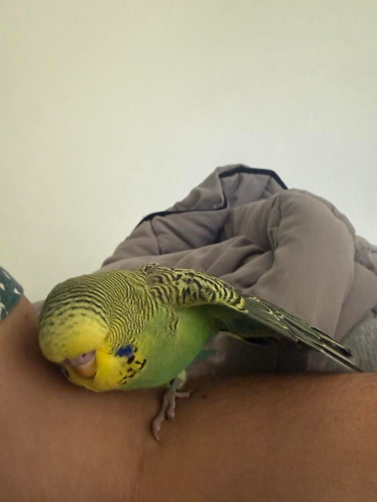 Jonge Engelse parkieten, Dieren en Toebehoren, Vogels | Parkieten en Papegaaien, Mannelijk, Parkiet