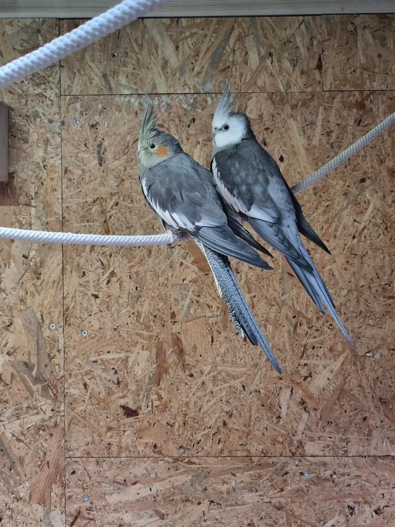 Te koop mooi span valkparkieten, Dieren en Toebehoren, Meerdere dieren, Parkiet