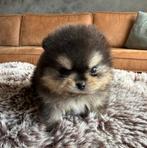 Razuivere Pomeriaan Pomeranian pups puppy’s, Dieren en Toebehoren, Honden | Poolhonden, Keeshonden en Oertypen, Parvo, Keeshond