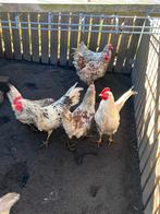 Zweedse bloemen hanen, Mannelijk, Kip