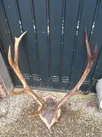 Franse herten geweien geweitjes hoorns Afrikaanse bok, Ophalen, Gebruikt, Hert, Gewei of Kop