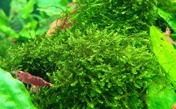 Mos aquariumplant Hydropogonella gymnostoma (Queen moss) beschikbaar voor biedingen