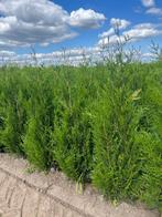 Thuja plicata atrovirens in verschillende maten , Haagplant, Ophalen of Verzenden, Conifeer, 100 tot 250 cm