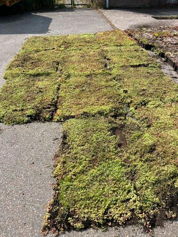ACTIE!!! Zomer deal 10 m2 sedum/groendak voor 420 euro beschikbaar voor biedingen