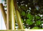 Gezocht: Volwassen Phelsuma Klemmeri vrouw, Dieren en Toebehoren, Reptielen en Amfibieën