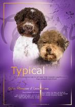 Waterhondpups van goede komaf, Dieren en Toebehoren, Honden | Retrievers, Spaniëls en Waterhonden, Overige rassen, CDV (hondenziekte)