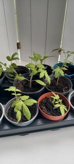 Tomatenplantjes. Moneymaker, Zomer, Ophalen, Groenteplanten, Eenjarig