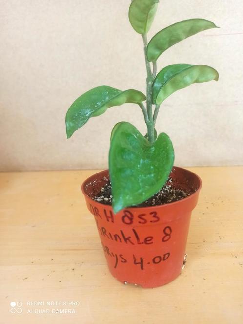 Hoya krinkle 8 potmaat 8.5 nummer H853, Huis en Inrichting, Kamerplanten, Overige soorten, Minder dan 100 cm, Ophalen of Verzenden