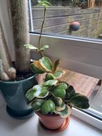 Hoya kerri variegata in terracotta pot met schotel., Ophalen of Verzenden, Halfschaduw, Minder dan 100 cm