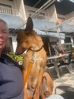 HzH-INDIA, leuk podenco meisje zoekt liefdevol thuis, Particulier, Rabiës (hondsdolheid), 1 tot 2 jaar, Buitenland