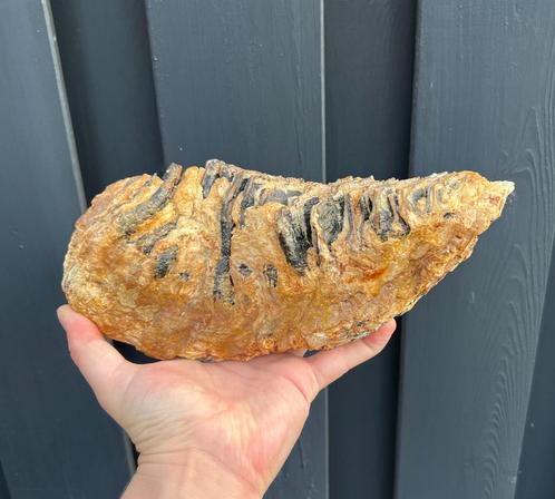 Mammoetkies fossiel Nederland, Verzamelen, Mineralen en Fossielen, Fossiel, Ophalen of Verzenden