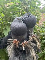 Sierduiven, Dieren en Toebehoren, Pluimvee, Meerdere dieren, Overige soorten