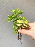 Tradescantia Fluminensis Aureovariegata stekjes, Huis en Inrichting, Kamerplanten, Ophalen of Verzenden, Overige soorten, Halfschaduw