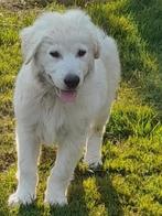 Witte herder x labrador (Herbrador) pups mogen verhuizen., Overige rassen, CDV (hondenziekte), 8 tot 15 weken, Meerdere
