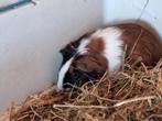 Mooie cavia vrouwtje nog 1 beschikbaar, Cavia, Vrouwelijk, November, Tam