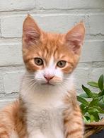 Maine Coon kruising, Meerdere dieren, 0 tot 2 jaar