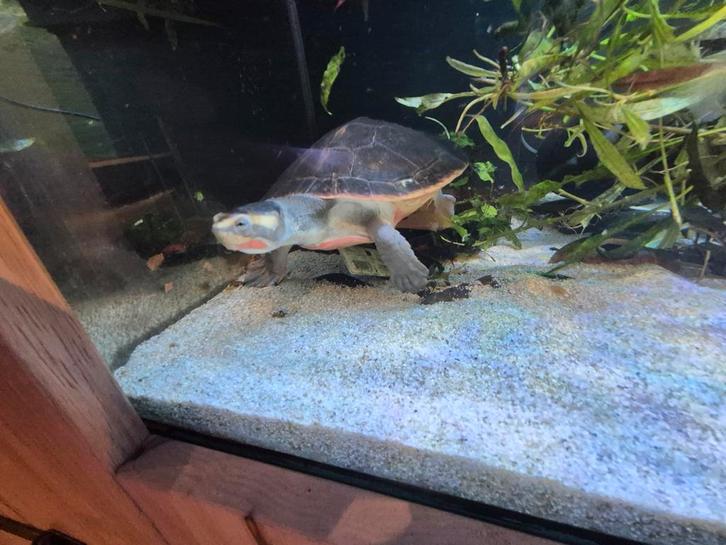 Euchelymys subglobosa roodbuik Schildpad, Dieren en Toebehoren, Reptielen en Amfibieën, Schildpad