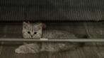 Lieve silver tabby kittens britse korthaar  mogen verhuizen, Dieren en Toebehoren, Meerdere dieren, Gechipt, 0 tot 2 jaar