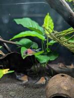 Hoplisoma Davidsansi F1, Dieren en Toebehoren, Vissen | Aquariumvissen, Vis