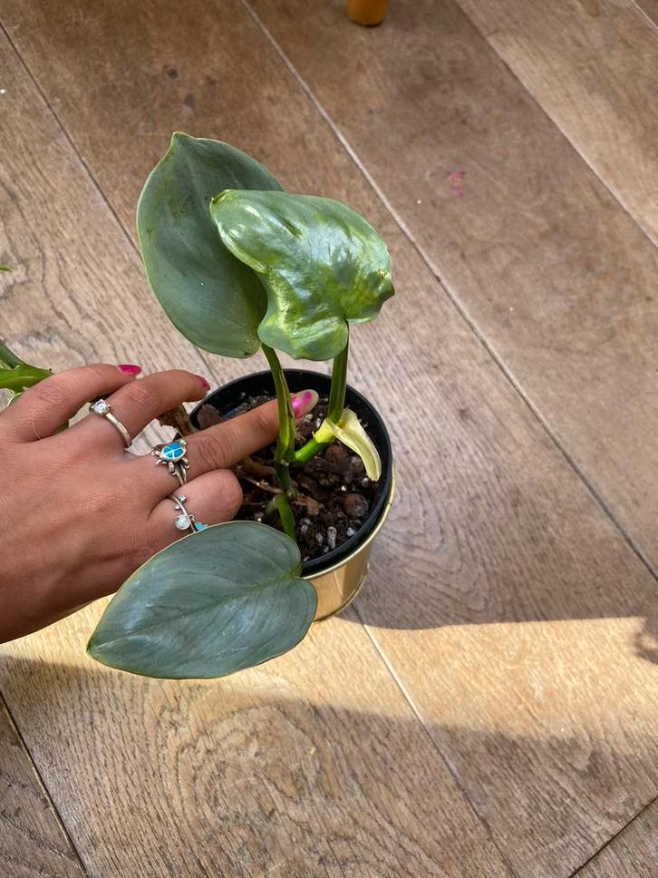 Philodendron silversword variegata reverted, Huis en Inrichting, Kamerplanten, Overige soorten, Minder dan 100 cm, Ophalen of Verzenden