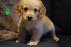 Stoere kruising labradoodle pups, medium., Nederland, Parvo, Overige rassen, 8 tot 15 weken
